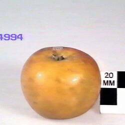 Apple Model, Whatmough's King Of The Pippins