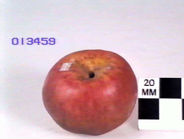 Apple Model - Esopus Spitzenburg, Essendon, 1875