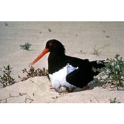 A Pied Oystercatcher sitting on eggs, in sand.