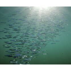 School of small silvery fish in midwater.