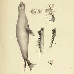 One colour lithographic plate showing a seal.