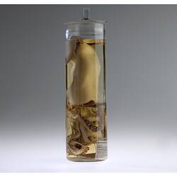 Squid specimen in glass jar of ethanol.