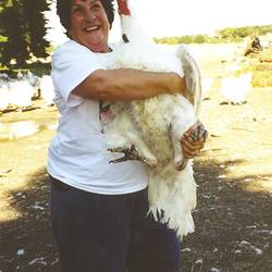 Digital Photograph - Turkey Farm Tour, Women on Farms Gathering, Glenormiston, 1994