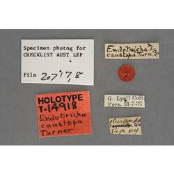 Entomology type specimen labels.
