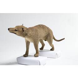 Taxidermied Thylacine mount.