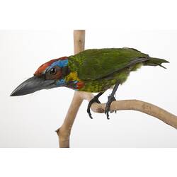 <em>Megalaima rafflesii</em>, Red-crowned Barbet, mount.  John Gould Collection.  Registration no. 25218.