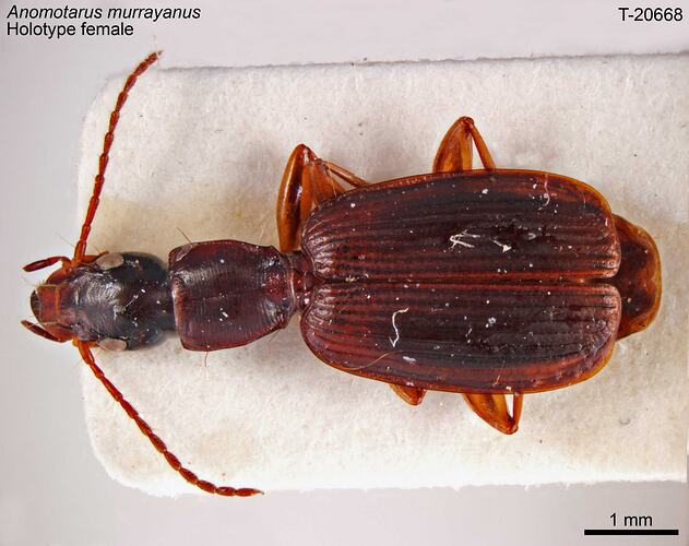 Beetle specimen, dorsal view.