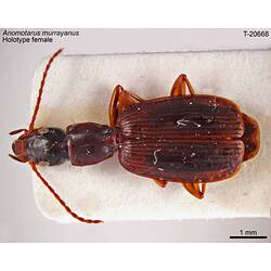 Beetle specimen, dorsal view.