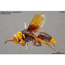 Flower Wasp specimen, lateral view.