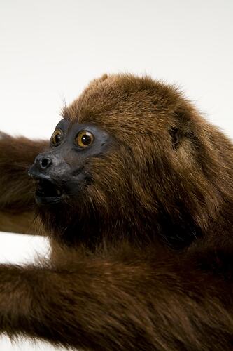 Detail of brown monkey's face.