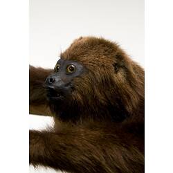 Detail of brown monkey's face.