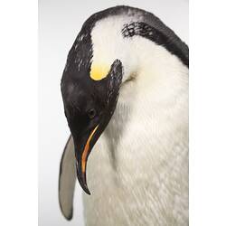 <em>Aptenodytes forsteri</em>, Emperor Penguin, mount.  Registration no. B 20922.