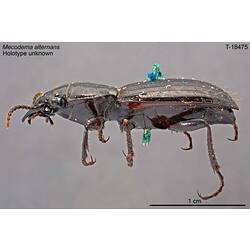 Beetle specimen, lateral view.