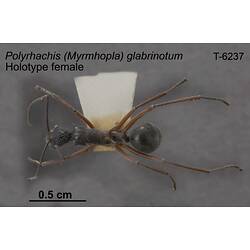 Ant specimen, dorsal view.