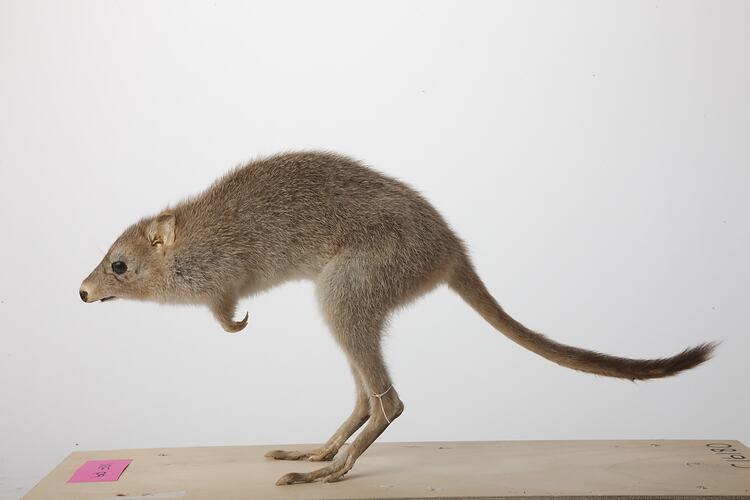 Side view of Southern Bettong specimen.
