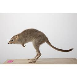 Side view of Southern Bettong specimen.