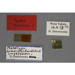 Partial insect preparation on slide with specimen labels.