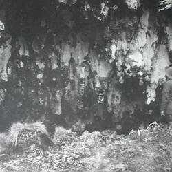 Photograph - Dripping Wells Limestone Caves, King Island, 1887