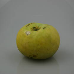 Apple Model - Whatmough's Bitter Sweet No. 1, Victoria, 1875