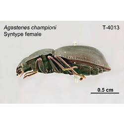 Beetle specimen, female, lateral view.