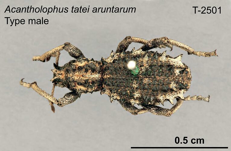 Weevil specimen, male, dorsal view.