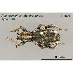 Weevil specimen, male, dorsal view.