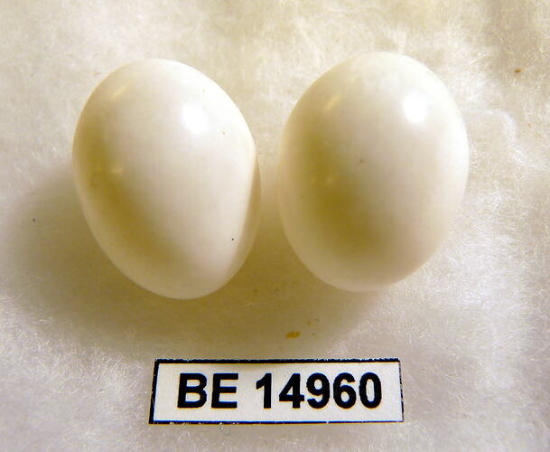 Two bird eggs with specimen label.