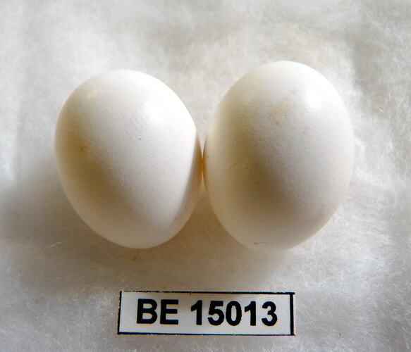 Two bird eggs with specimen label.