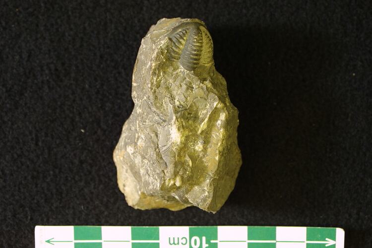 Rear end of trilobite fossil on rock.