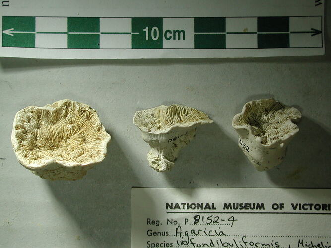 Three fossil corals beside scale bar and label.