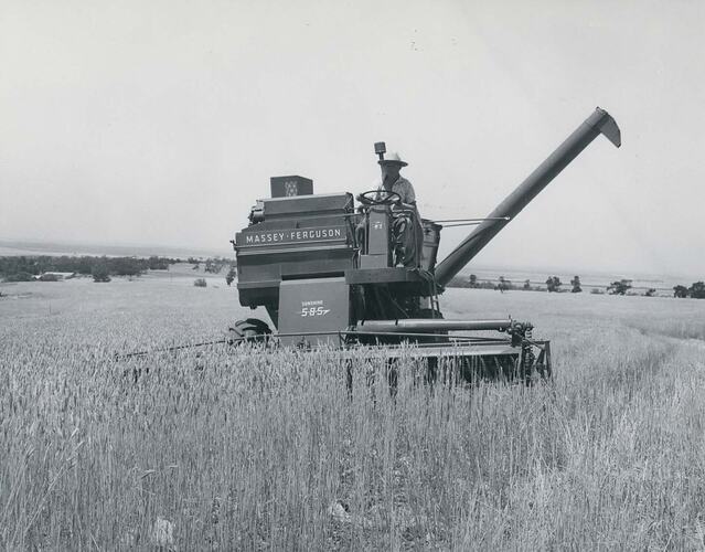 Front view of man driving a harvester in field of wheat.