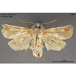 Moth specimen, male, ventral view.
