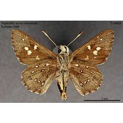 Butterfly specimen, male, ventral view.