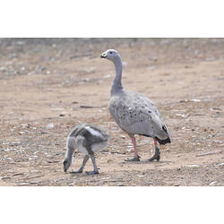 Cape Barren Goose, adult and juvenile on bare ground.