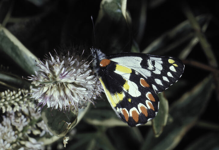 A Red-spotted Jezebel butterfly on grass, showing the underside of the wings.