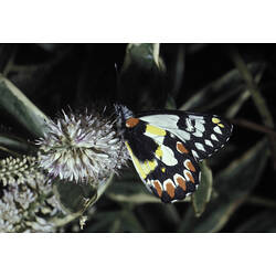 <em>Delias aganippe</em> (Donovan, 1805), Red-spotted Jezebel Butterfly