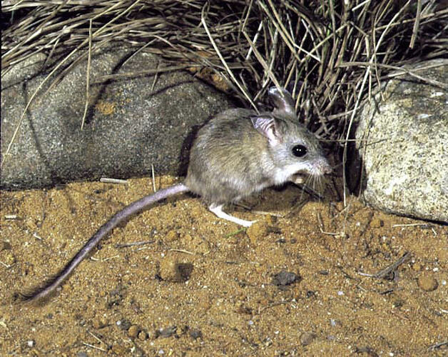 A Mitchell's Hopping-mouse on sandy soil.
