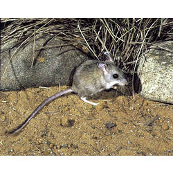 <em>Notomys mitchellii</em>, Mitchell's Hopping Mouse