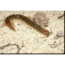 A Scolopendrid Centipede on sand.