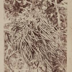 Photograph - 'Orchid (Dendrobium Striolatum)', Flinders Island, 1893
