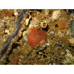 Family Stylochidae, flatworm. Portsea Pier, Victoria. [F 172800]