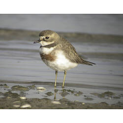 A bird, the Double-banded Plover, standing on sand.