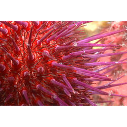 A close-up of the spines of a pink-red Red-spined Sea Urchin.