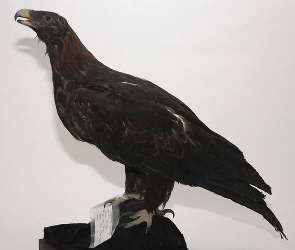 <em>Aquila audax audax</em>, Wedge-tailed Eagle, mount.  Registration no. B 21635.