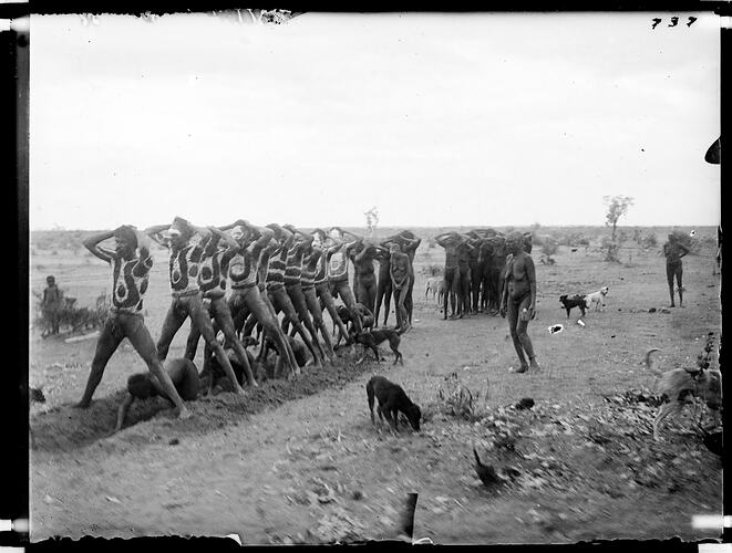 Final burial ceremonies for a Warumungu woman, men standing over ritual mortuary trench and women crawling along the trench,Tennant Creek, Central Australia, 23 August 1901