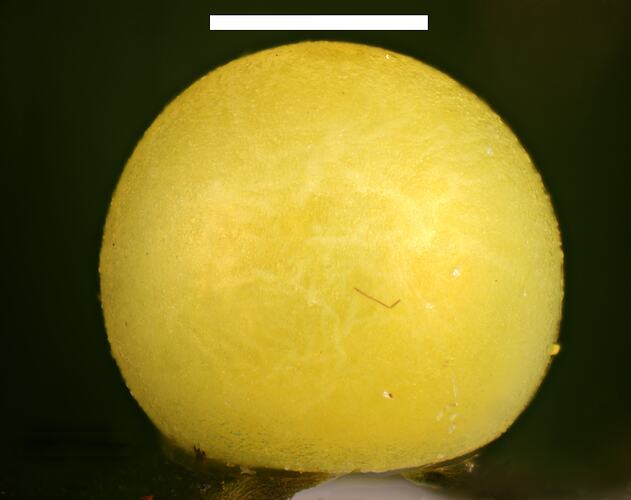 Side view of round yellow butterfly egg with scale bar.