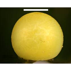 Side view of round yellow butterfly egg with scale bar.