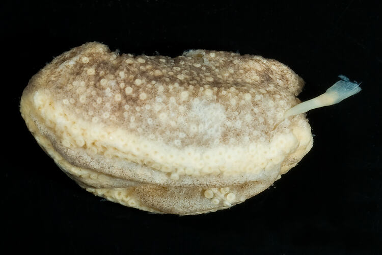 <em>Apsolidium handrecki</em>. sea cucumber.