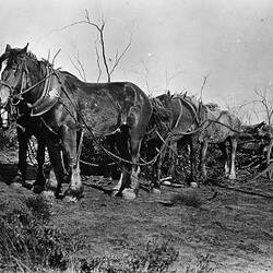 Agriculture, Mittyack, Victoria, circa 1926
