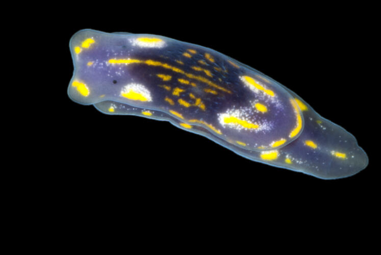 Dorsal view of colourful live Bubble Shell.